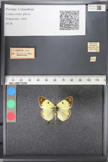 Media type: image;   Entomology 124718